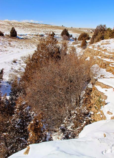 Winter Tree Following:  cottonwood, juniper, willow