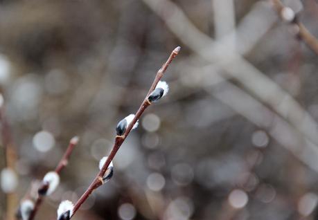 Winter Tree Following:  cottonwood, juniper, willow