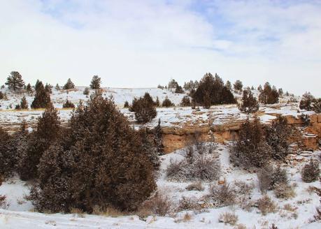 Winter Tree Following:  cottonwood, juniper, willow