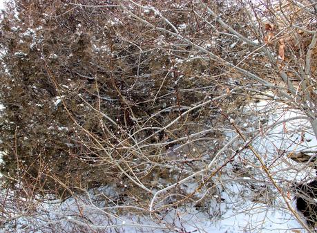 Winter Tree Following:  cottonwood, juniper, willow