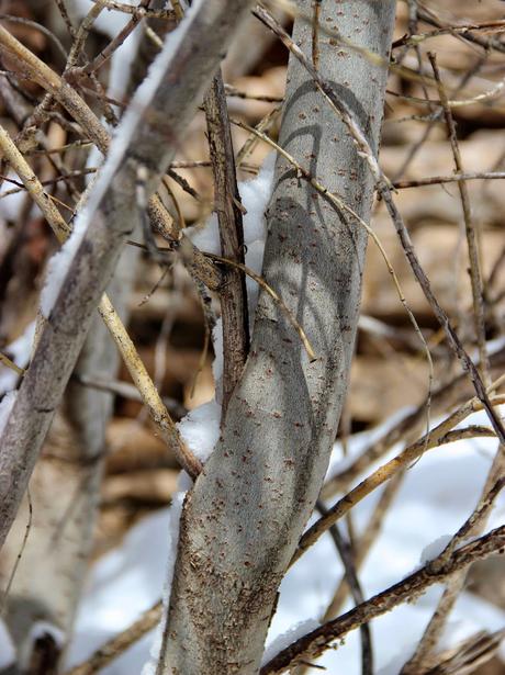 Winter Tree Following:  cottonwood, juniper, willow