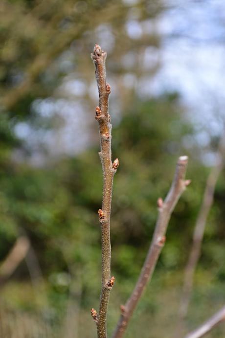 March 2015 Tree Following - we begin again