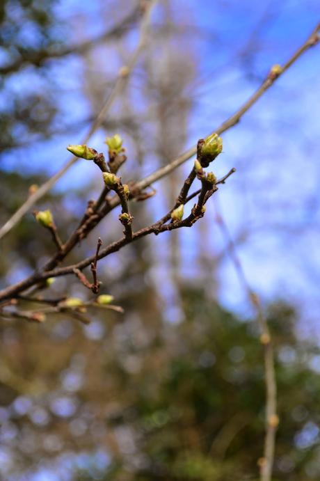 March 2015 Tree Following - we begin again