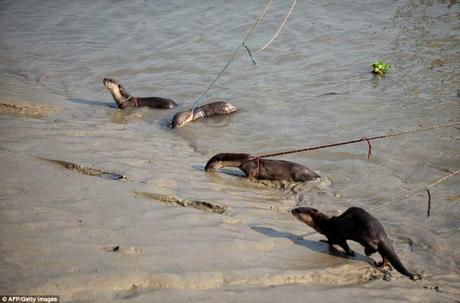 Otter ~ Otter board ...... and chasing fish in to nets !!