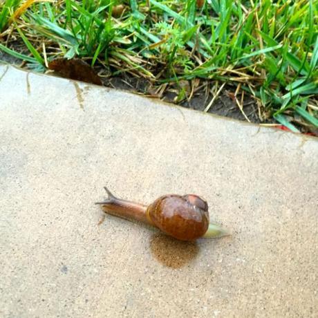 snail