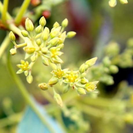 avocado flowers