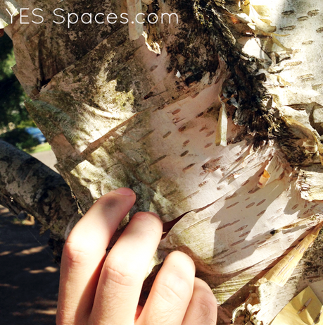 DIY a Birch Bark Lamp