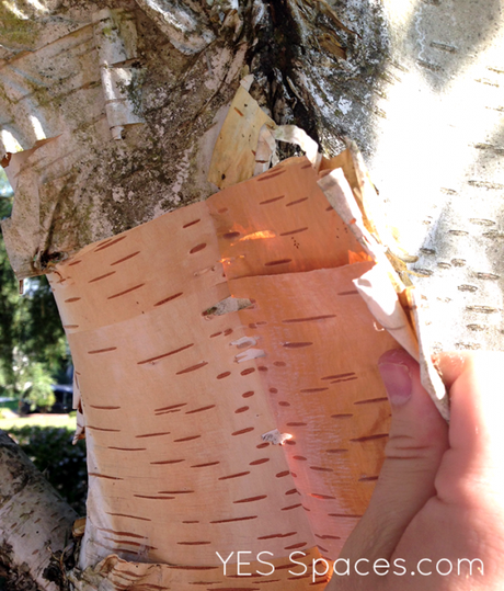 DIY a Birch Bark Lamp