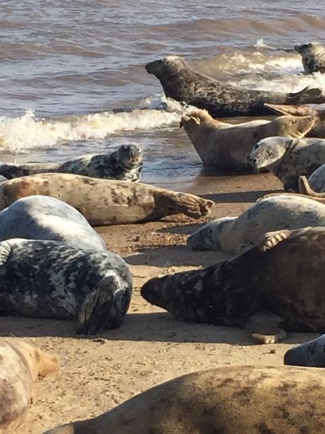 Horsey Bay where there are seals