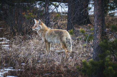 Coyote Wildlife in Jasper