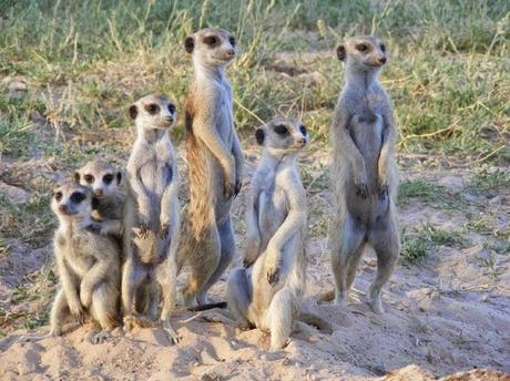 the Meerkat Suricate and ....... the Video livestreaming app !!!
