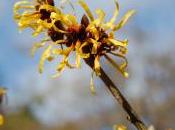 Hamamelis Mollis ‘Coombe Wood’