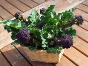 Harvest Monday March 2015