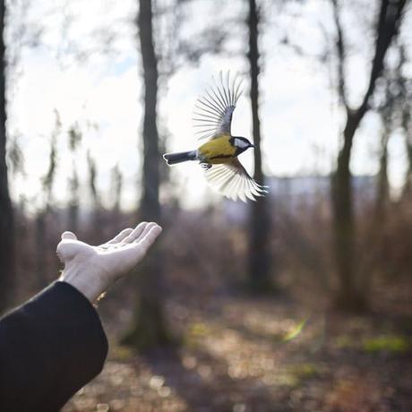 cig-harvey-the-goldfinch