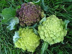 Romanesco