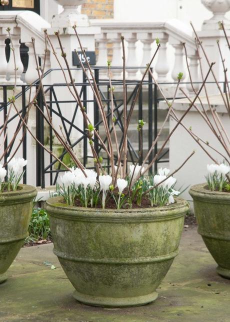 Crocus in pots