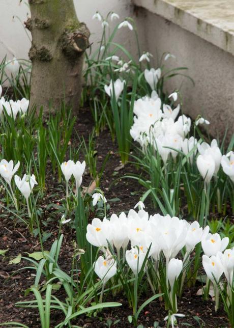 White Crocus and Snowdrops 3