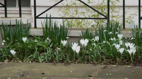 White Crocus and Snowdrops best