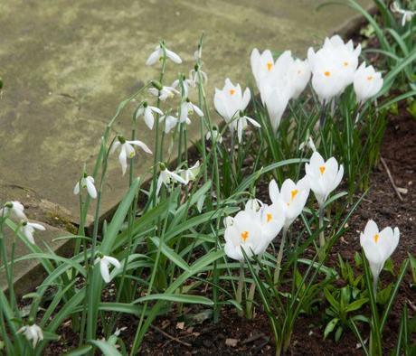 Galanthus S. Arnott?