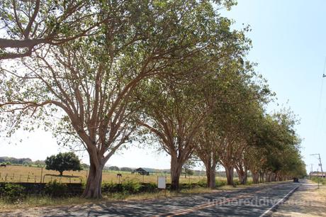 These lovely trees lined the road along a hacienda in Batangas owned by Enrique Zobel