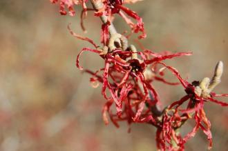 Hamamelis x intermedia 'Carmine Red' Flower (08/02/2015, Kew Gardens, London)