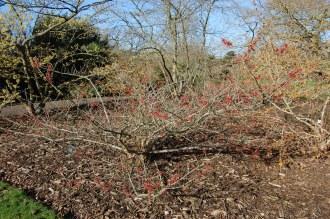 Hamamelis x intermedia 'Carmine Red' (08/02/2015, Kew Gardens, London)