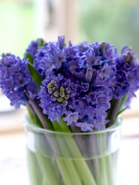 Blue Hyacinths