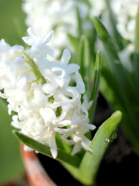 White-Hyacinths