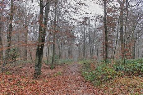 Photo Essay – Exploring the Surroundings of Reims