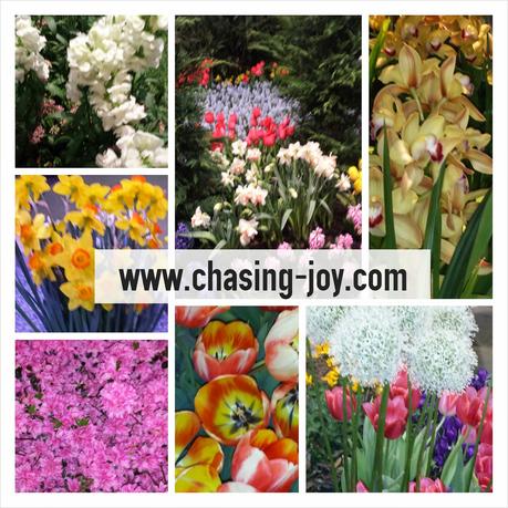 Chasing Joy at the Philadelphia Flower Show