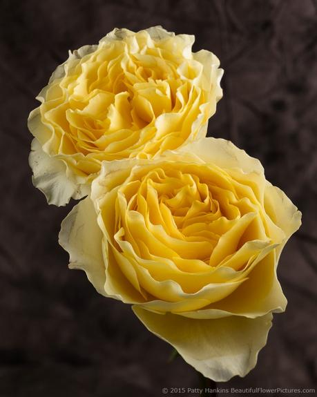 Star Campanella Roses © 2015 Patty Hankins