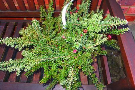 Exotic New Purchases