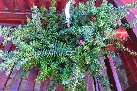 Exotic New Purchases