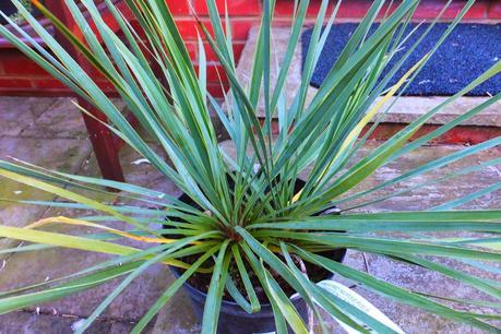 Exotic New Purchases