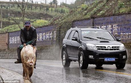 Of Swine ride and donkey ride .... ways of travelling !!