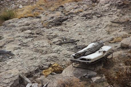 Things You Find in the Field: a sleeping log