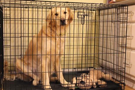 The Benefits of Crate Training #CrateHappyPets