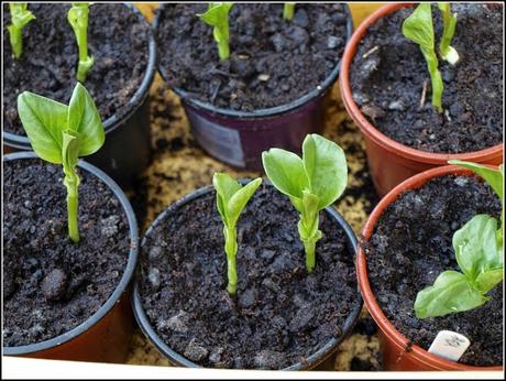 Broad Beans