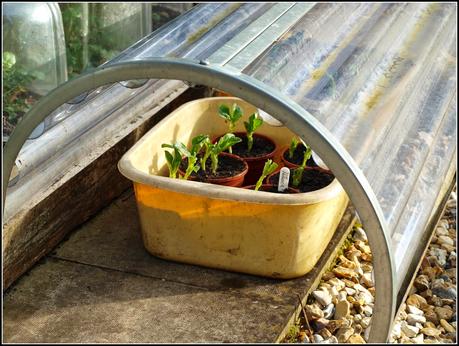 Broad Beans