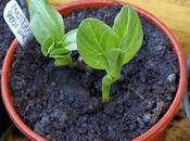 Broad Beans
