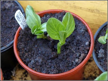 Broad Beans