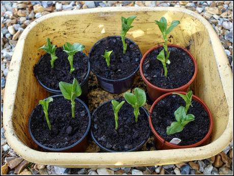 Broad Beans