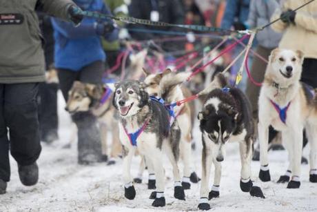 Iditarod 2015: Burmeister Atop Leaderboard, But Contenders Plan Longterm Strategy