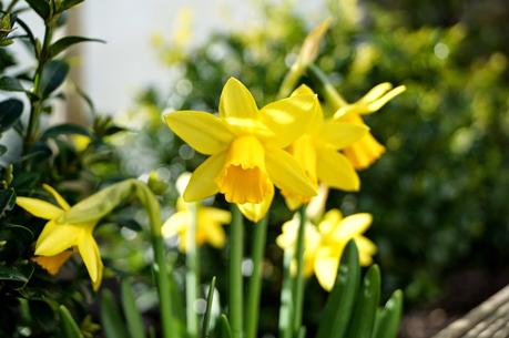 happiest in yellow ~ growourown.blogspot.com