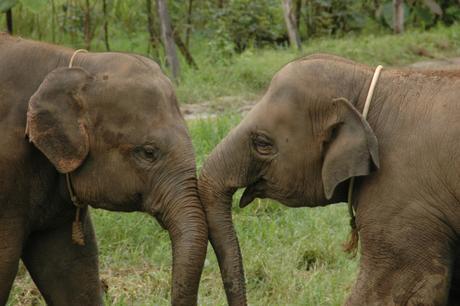 Two baby elephants at play at the Elephant Nature Park