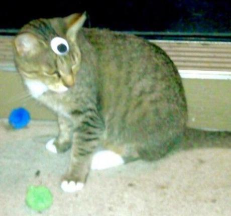 Top 10 Images of Cats With Googly Eyes