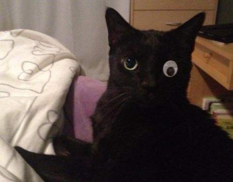 Top 10 Images of Cats With Googly Eyes
