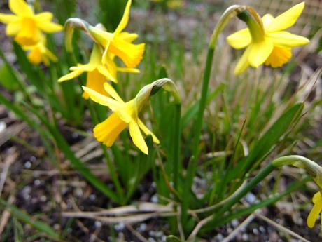 Narcissus Tete a Tete