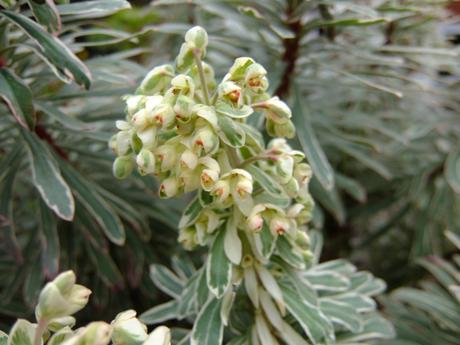 Euphorbia characias 'White Swan'