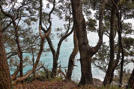 Cliff Walking: St Peter Port to Fermain Trail